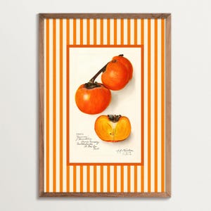 Antiker Persimonen Kunstdruck – Botanisches Obstposter mit orangefarbenen Streifen, Retro Küchenbild, Cottagecore Deko