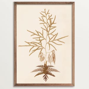 Fern Art Print No. 05 | Vintage Botanical Art, Pressed Flower Art Poster, Cottagecore Decor