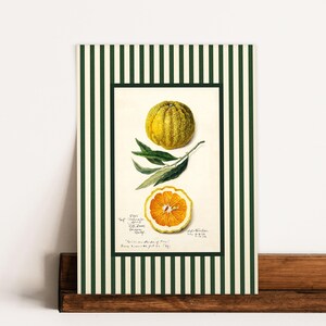 Unframed art print with orange fruit and green striped border leaning on a wooden display shelf. The print's vintage charm and citrus motif create a cheerful kitchen or pantry vibe.