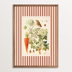 Vintage Botanical Carrot Print, Kitchen Wall Art, Antique Vegetable Illustration, French Country Decor, Rustic Farmhouse, Herb Garden Poster