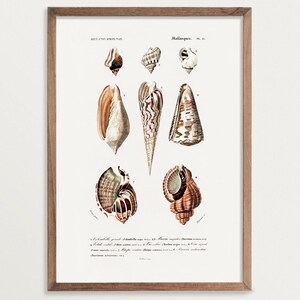 Shell Wall Art Print, Coastal Home Decor, Vintage Seashell Art, Light Academia