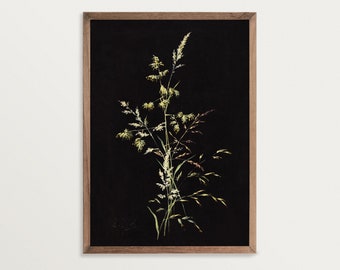 Dark Botanical Print - Study of Grass in Seeds | Moody Floral Print, Dark Academia Decor, Black Botanical Wall Art