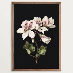 Dark Botanical Print - Pelargonium | Moody Floral Print, Dark Academia Decor, Vintage Floral Print