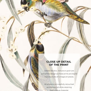 Close-up of a vintage bird illustration with two colorful birds sitting on delicate eucalyptus branches. The fine details of the birds and leaves are carefully depicted in natural colors.