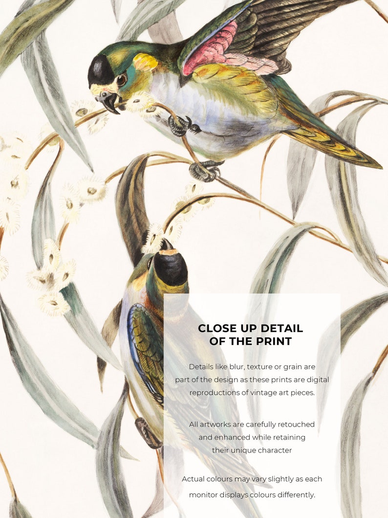 Close-up of a vintage bird illustration with two colorful birds sitting on delicate eucalyptus branches. The fine details of the birds and leaves are carefully depicted in natural colors.