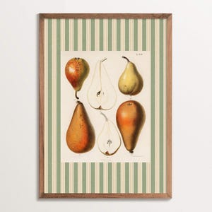impression d'art botanique poire vintage - décoration de chalet en France, illustration de fruits avec des rayures vertes, décoration murale de cuisine de ferme rustique,