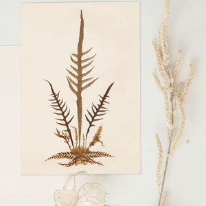 Fern Print No. 08 Pressed Flower Art Poster, Cottagecore Decor, Vintage Botanical Print image 6