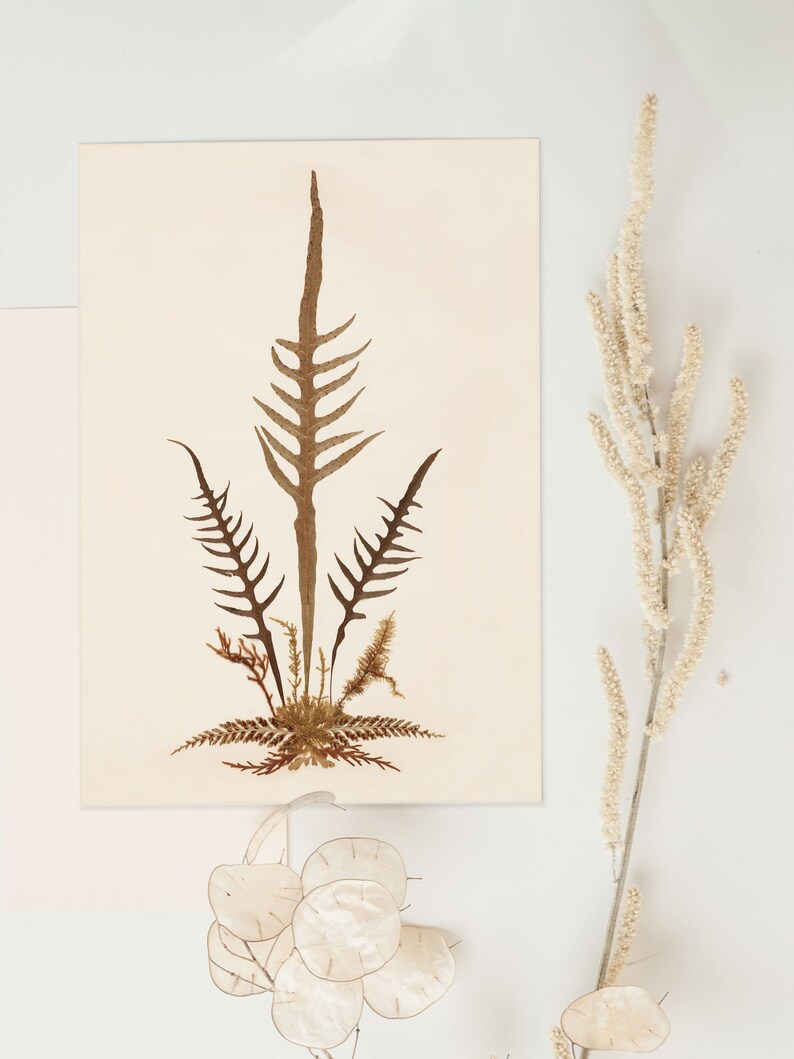 Fern Print No. 08 Pressed Flower Art Poster, Cottagecore Decor, Vintage Botanical Print image 6