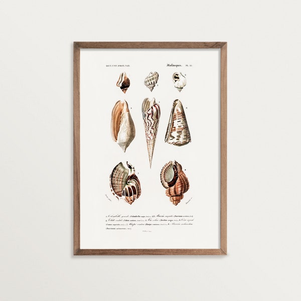 Vintage Seashell Art - Etsy