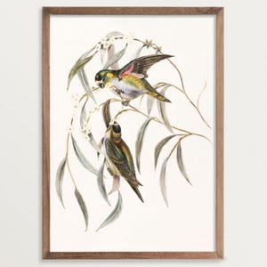 Detailed vintage bird illustration with two colorful birds sitting on delicate eucalyptus branches. The art print shows the birds in natural colors on a clear, cream-colored background.