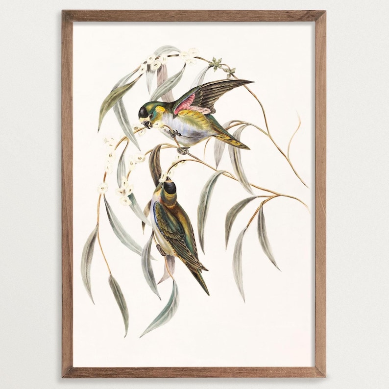 Detailed vintage bird illustration with two colorful birds sitting on delicate eucalyptus branches. The art print shows the birds in natural colors on a clear, cream-colored background.