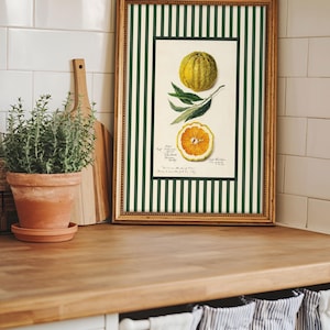 Botanical orange print in ornate gold frame resting on a wooden kitchen counter next to a potted herb. Blends vintage botanical style with rustic farmhouse kitchen decor.