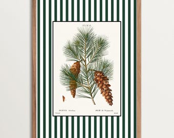 Botanische grenen kunstprint – Nancy Meyers vakantiedecor, vintage natuurillustratie, poster Weymouth grenen