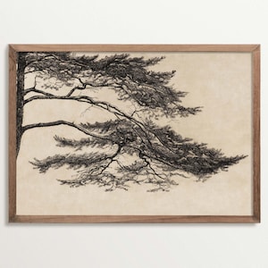 Stampa artistica di schizzo di pino vintage, decorazione Cottagecore, stampa di incisione di alberi, stampa naturalistica Japandi per soggiorno o camera da letto Wabi Sabi