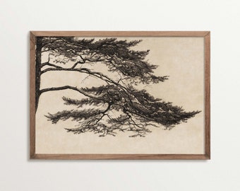 Vintage Pine Tree Sketch Art Print, Cottagecore Decor, Tree Etching Print