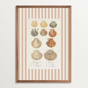 Vintage zeeschelpkunstdruk – Nancy Meyers geïnspireerd strandhuisdecor, kustschelp illustratie, Franse plattelandsmuurkunst