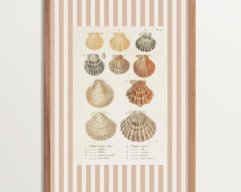 Vintage Seashell Art Print – Nancy Meyers inspired Beach House Decor, Coastal Shell Illustration, French Country Wall Art