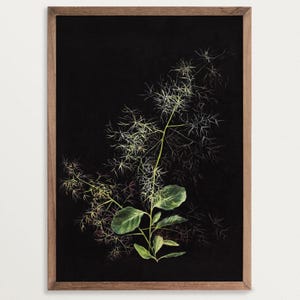 Dark Botanical Print - Study of Hair Grass | Moody Floral Print, Dark Academia Decor, Black Botanical Wall Art image 1