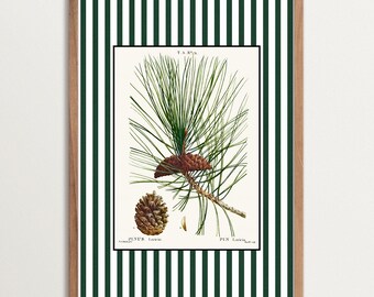 Botanische dennenkunstprint – Vintage gestreepte muurkunst, antieke natuurillustratie, poster dennenappel