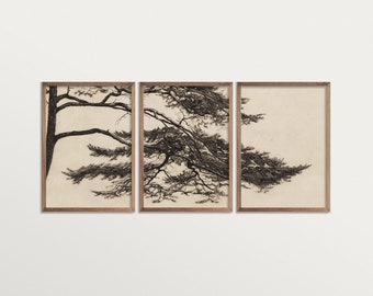 Vintage Pine Tree etsen print set van 3 kunst aan de muur, drieluik kunst aan de muur, Pine Tree Branch print