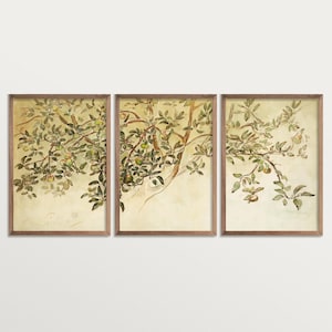 Set di 3 stampe di schizzi di meli d'epoca, arte murale trittico, stampa botanica