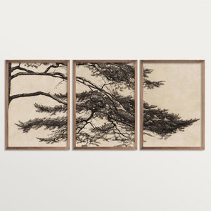Set di 3 stampe incise di pini vintage, arte murale trittico Wabi Sabi, stampa giapponese di rami di pino, decorazione naturale per soggiorno