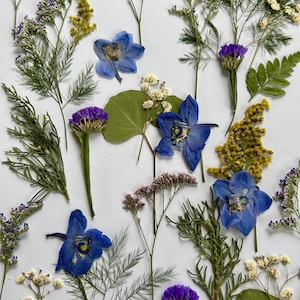 Variété de jardin bouquet varié de fleurs séchées pressées | Mélange botanique naturel pour résine, fabrication de cartes, scrapbooking et décoration