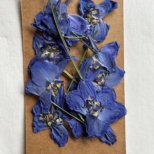 Flores secas prensadas de delphinium azul brilhante | Mistura botânica natural para resina, fabricação de cartões, scrapbooking e decoração