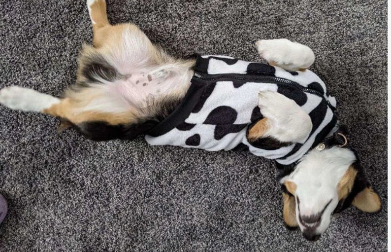 Gooey Mooey Pet Jacket Outdoor Dog Jacket Outdoor Cat Etsy