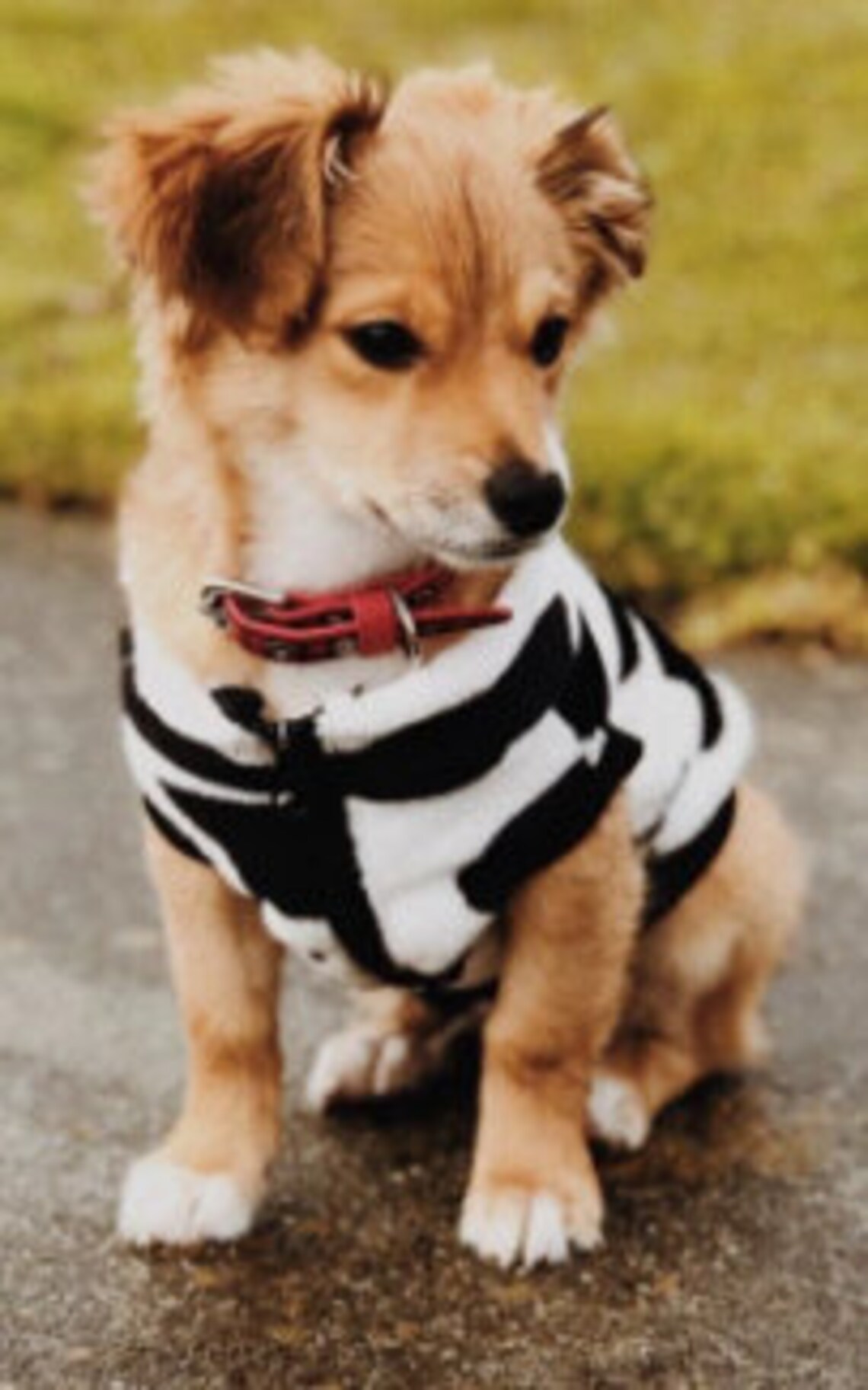 Gooey Mooey Pet Jacket Outdoor Dog Jacket Outdoor Cat Etsy