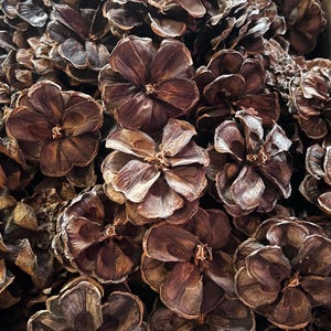 Natural Pine Cone Flowers Pine Cones Pine Cones for Crafting