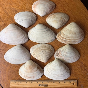 10 Large Surf Clam Shells for Crafting Shells for Painting
