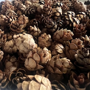 May include: A close-up shot of a collection of small, dried pine cones. The cones are various shades of brown and tan, with a textured, layered appearance. They are densely packed together, filling the frame.