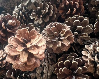 May include: A collection of numerous natural pine cones, each featuring a woody, layered structure with overlapping scales. The cones vary in shades of brown, ranging from light tan to deep chocolate, and are arranged in a dense, overlapping cluster.