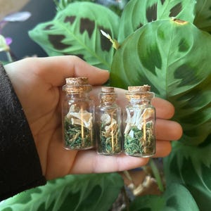 Pode incluir: Três pequenos frascos de vidro transparente com rolhas de cortiça, cada um contendo uma coleção de espécimes de cogumelos brancos secos e musgo verde. Os frascos estão dispostos lado a lado, exibindo as texturas orgânicas dos elementos.