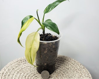 Philodendron domesticum variegated