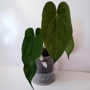 Anthurium NSE portillae x NSE dressleri