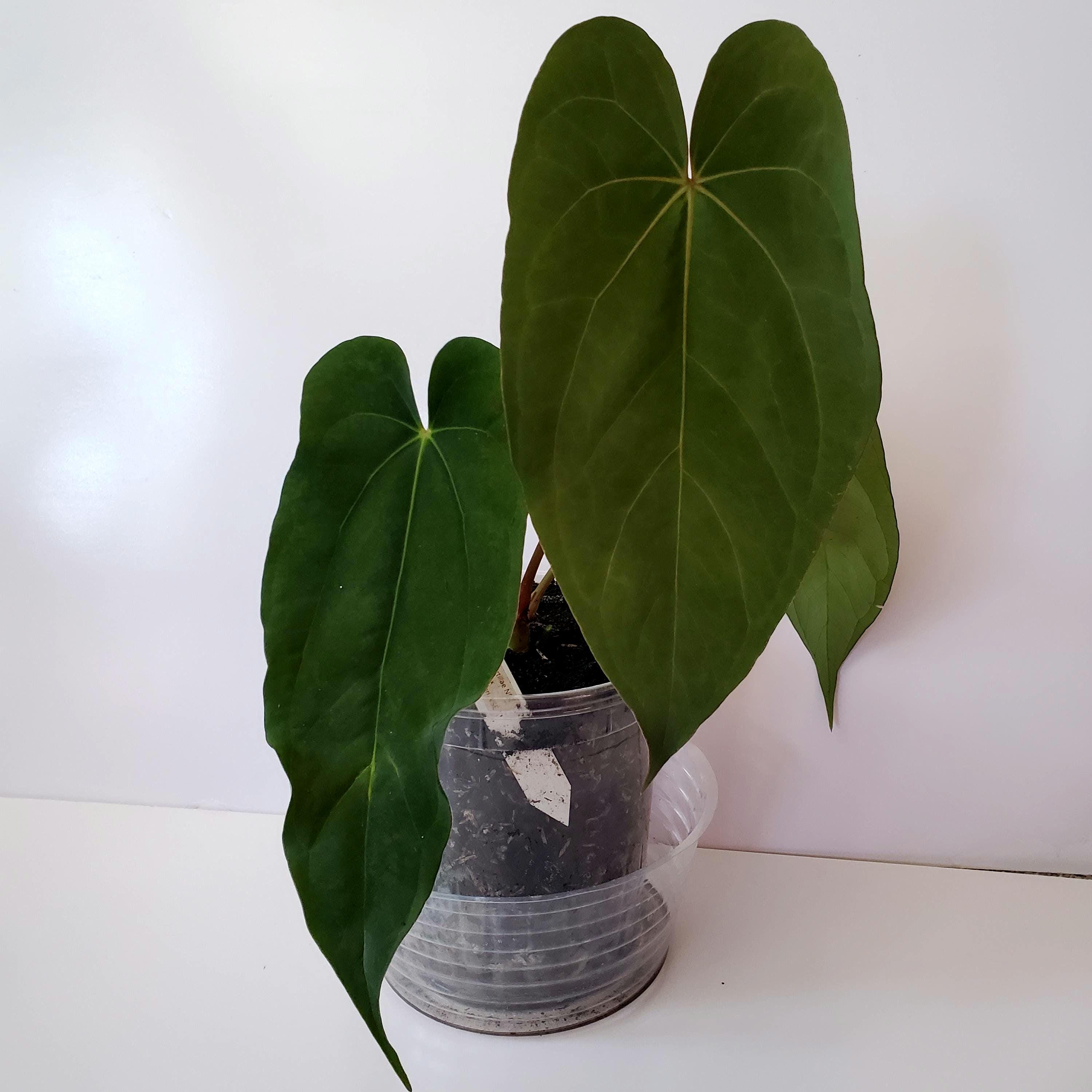 Anthurium Portillae X - Etsy