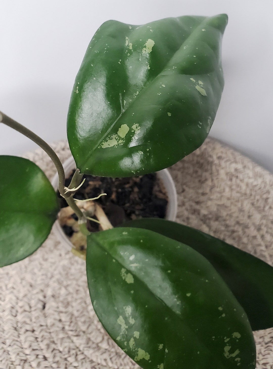 Hoya Joy Splash - Etsy