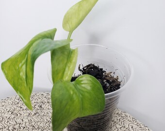 Teruno Pothos Hanahana | Epipremnum aureum 'Hanahana' Terunoworld