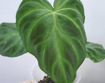 Philodendron verrucosum