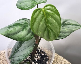 Variegated philodendron sodiroi