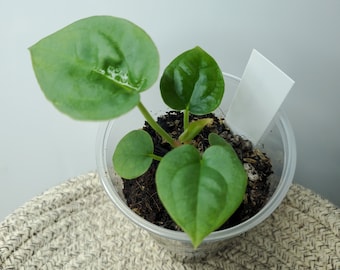 Anthurium Green Crocodile Anthurium Moronense X Anthurium Luxurians - Etsy