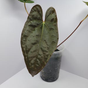 Anthurium papillilaminum x dressleri (Australian Form) OG Clone