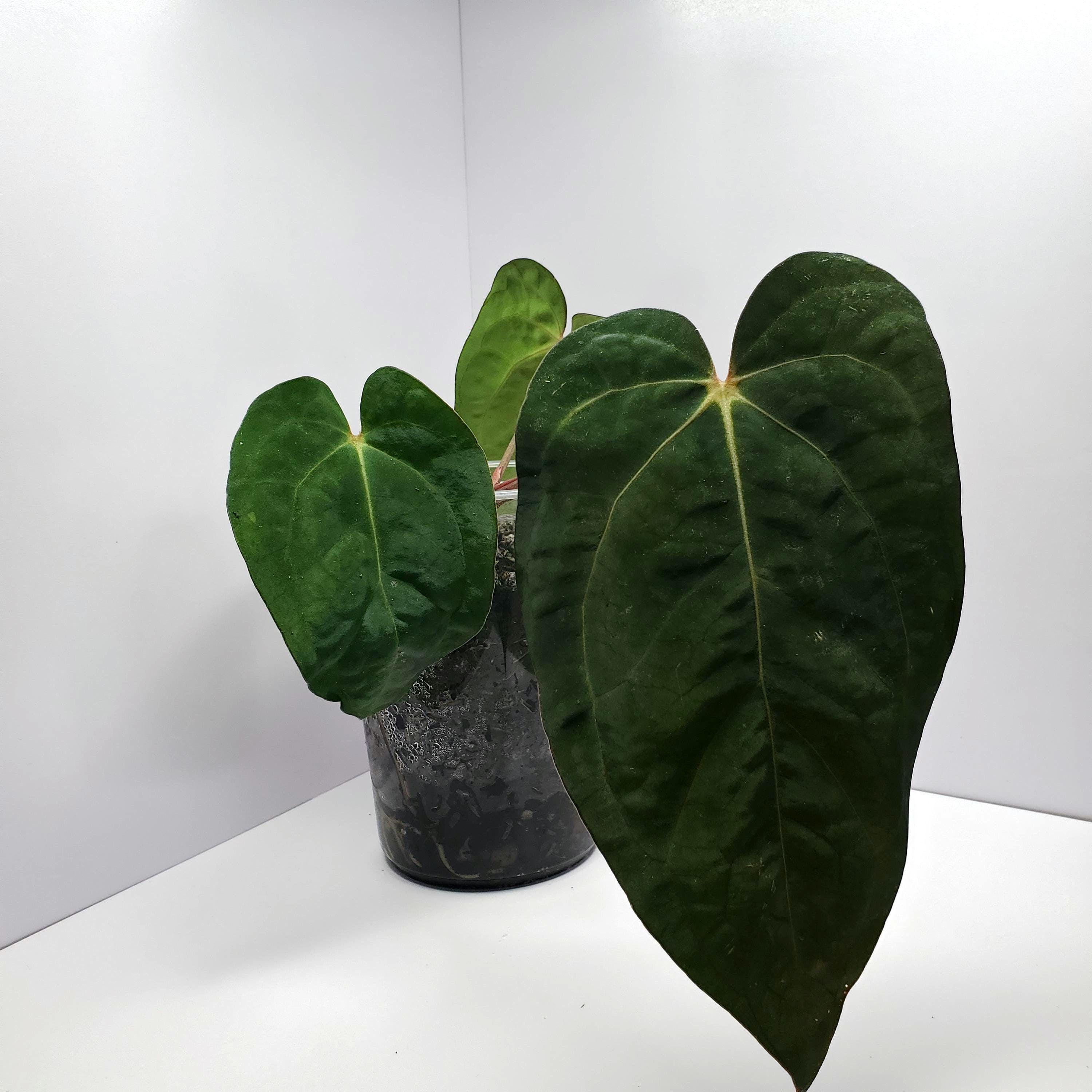 P*a様 Anthurium.Antolakii × carlablackiae Anthurium antolakii x carlablackiae – hoyahole
