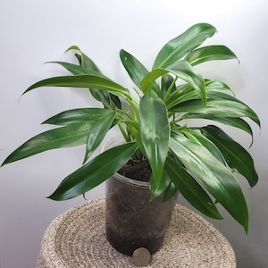 Philodendron Wend-imbe | Reverted - Etsy