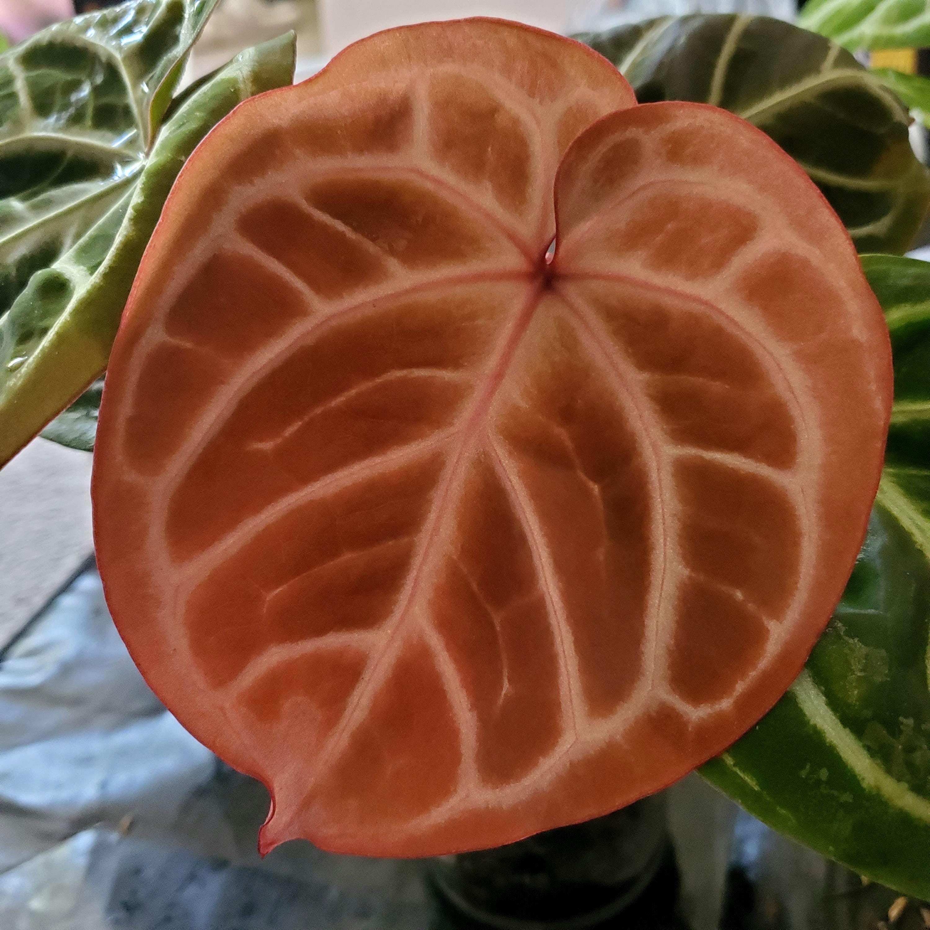 Anthurium King of Spades X Red Crystallinum - Etsy