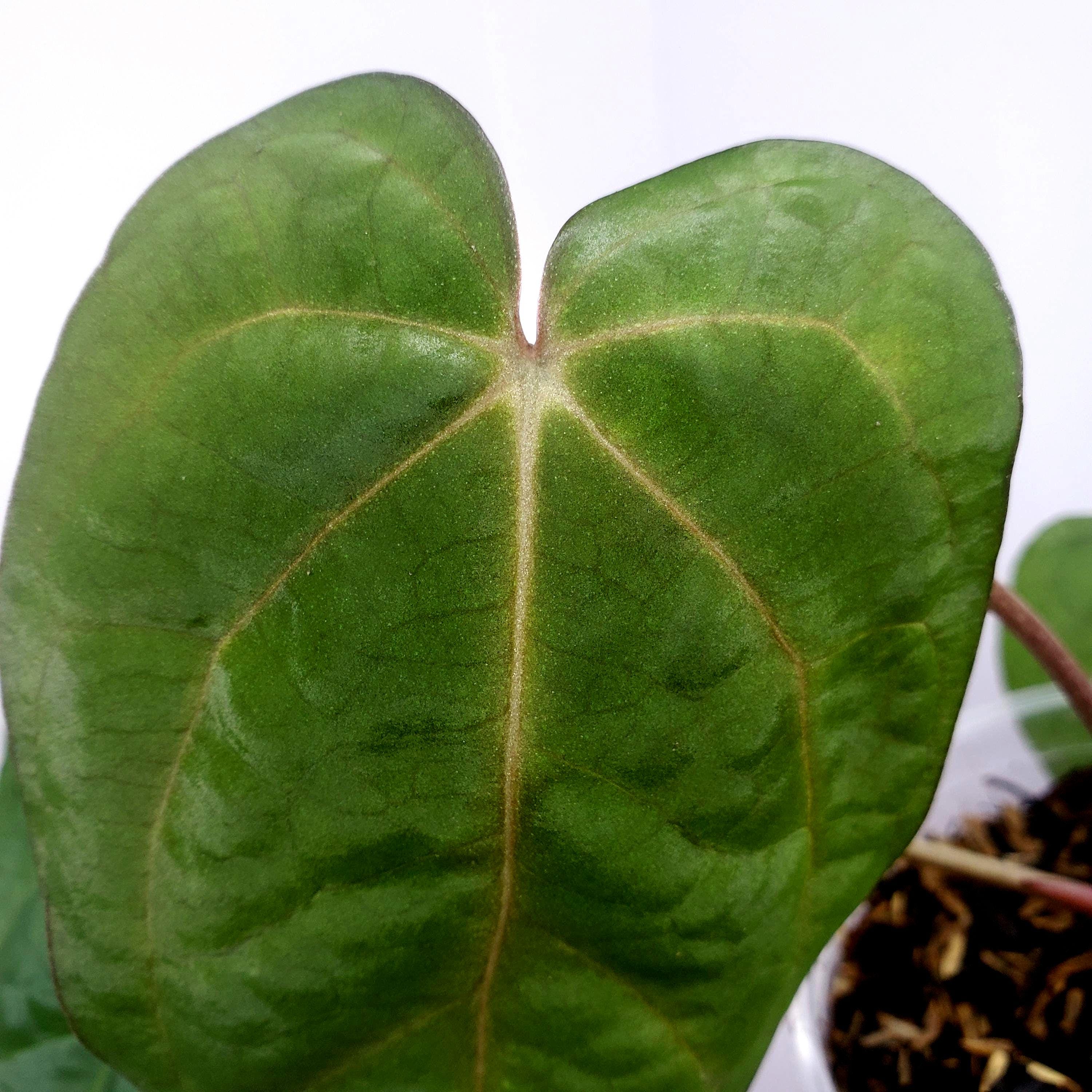 N*様 Anthurium.Antolakii × carlablackiae Anthurium antolakii x carlablackiae. Release Friday 2/16 at