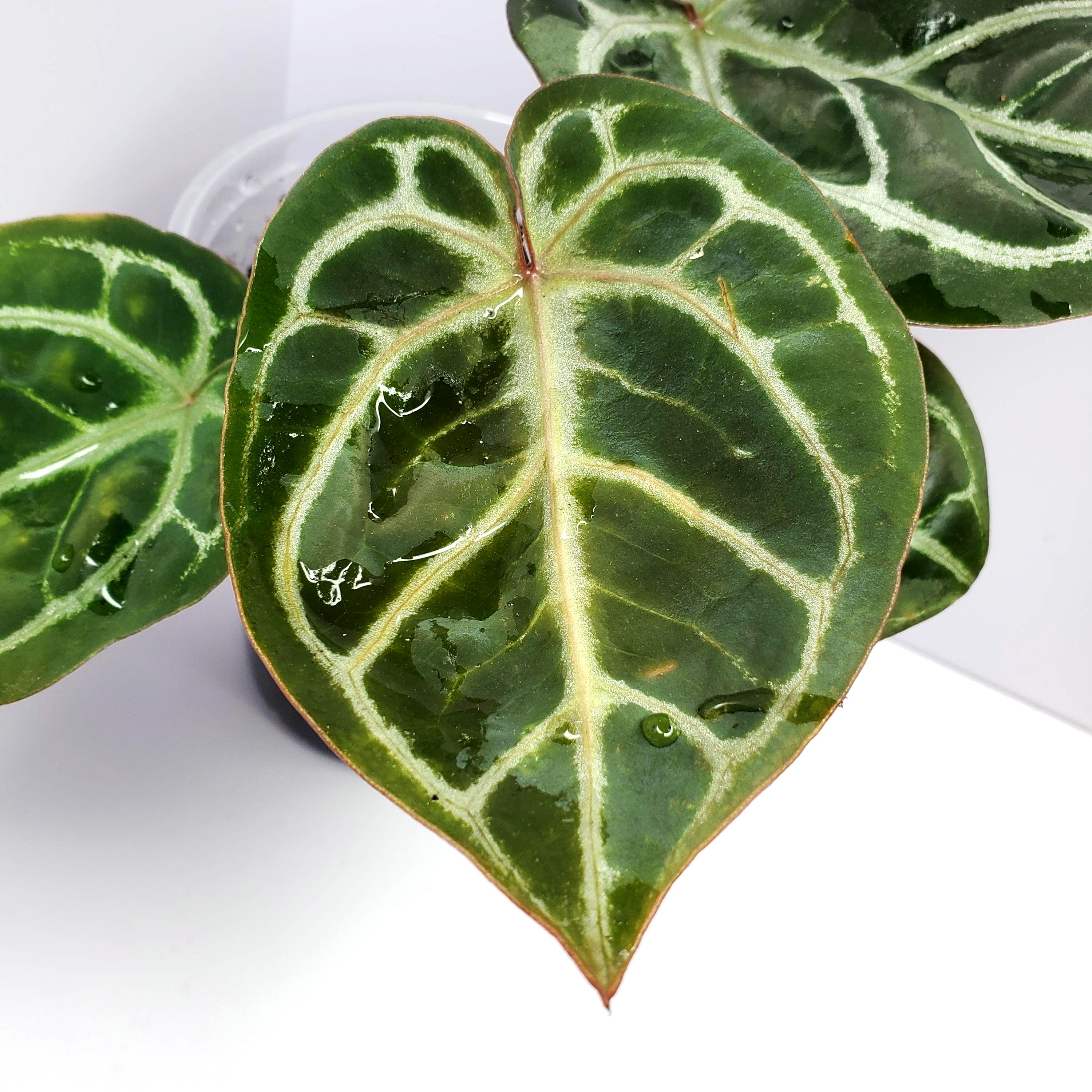 Anthurium KOS/HU (King of spades) x Red crystallinum – Aroid