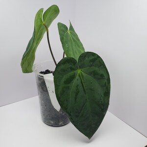 Anthurium Carlablackiae X Antolakii, Carla Bvep - Etsy